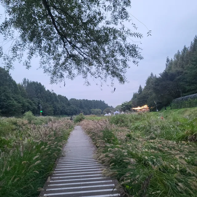 들꽃