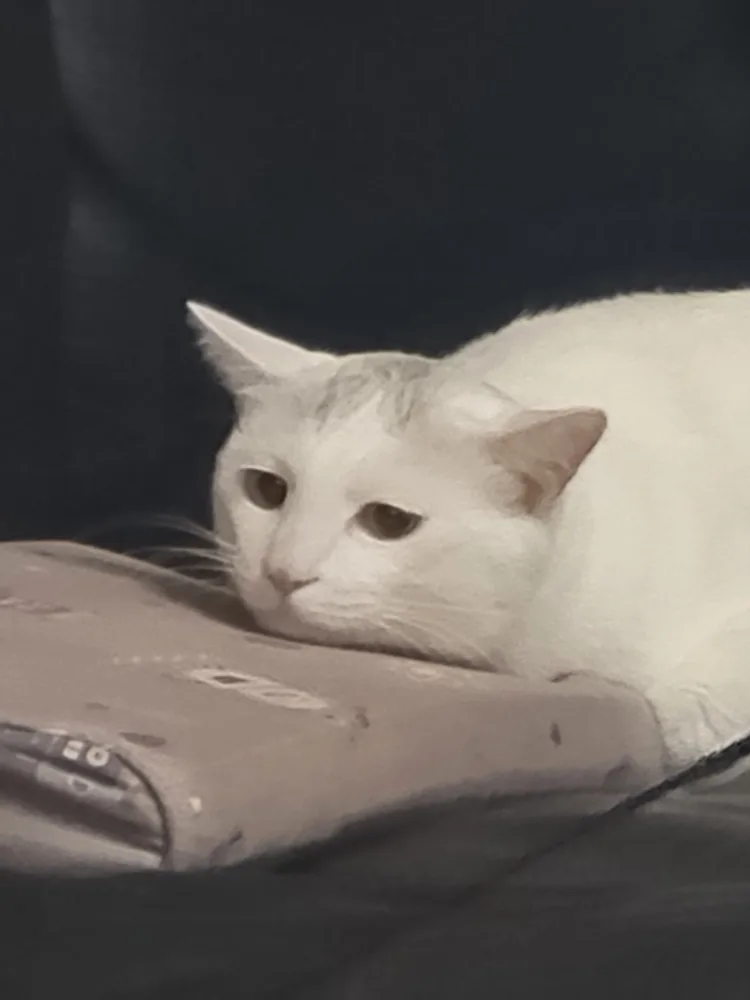 고고씽