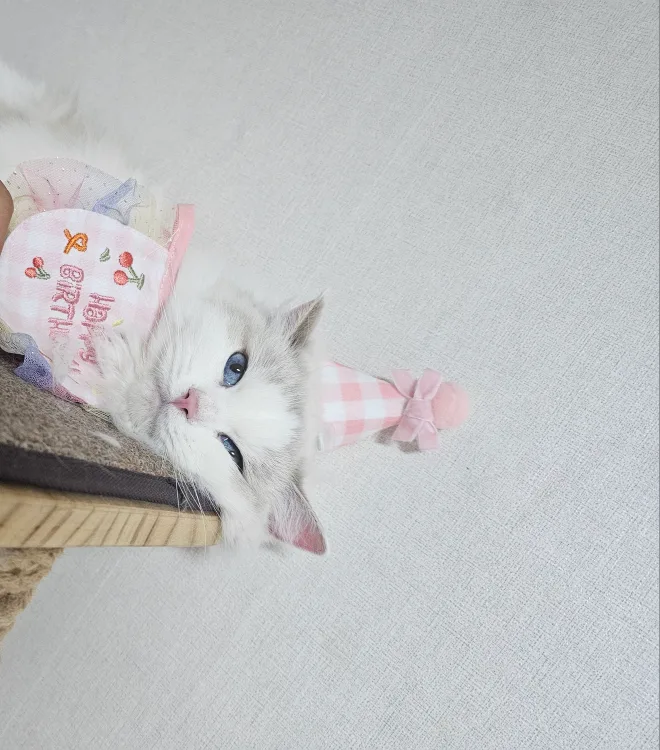 하이티