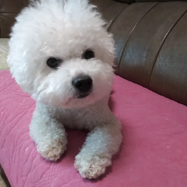 야옹