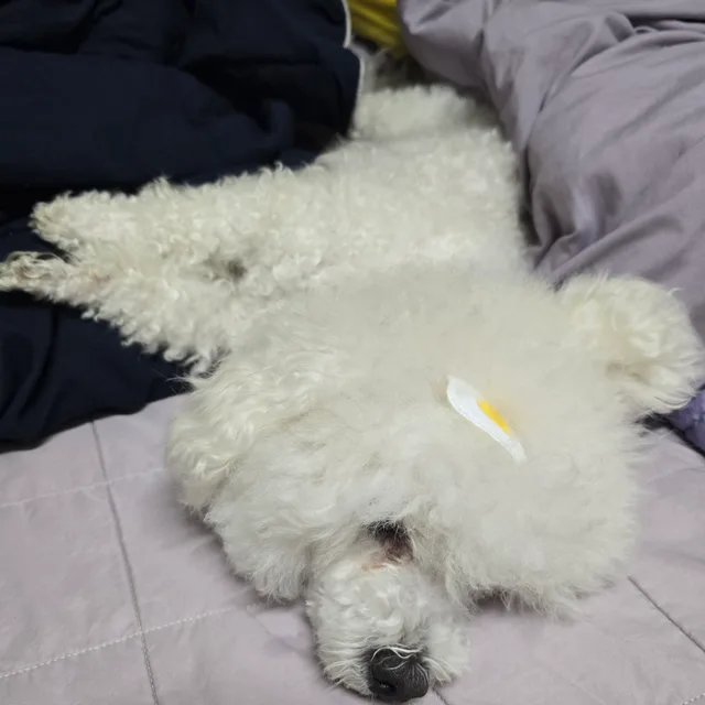 송모다