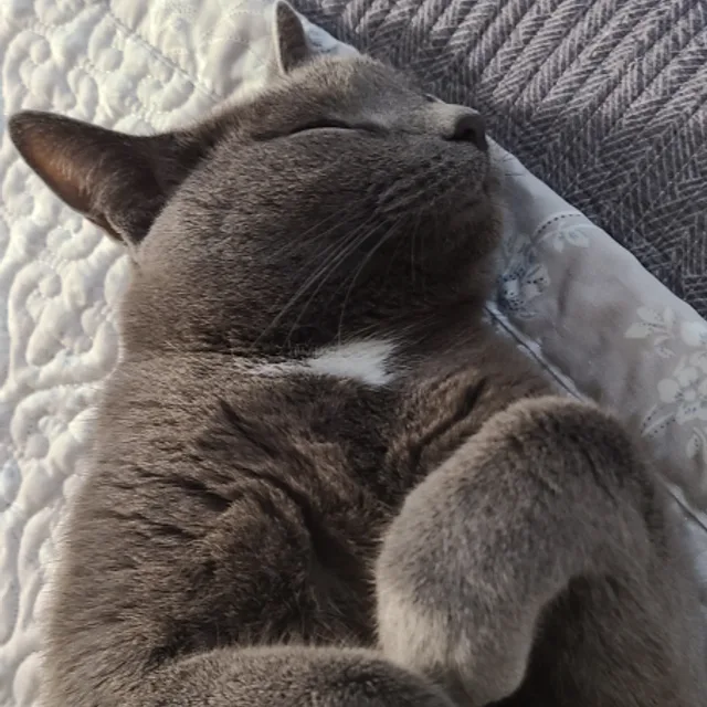 냐옹