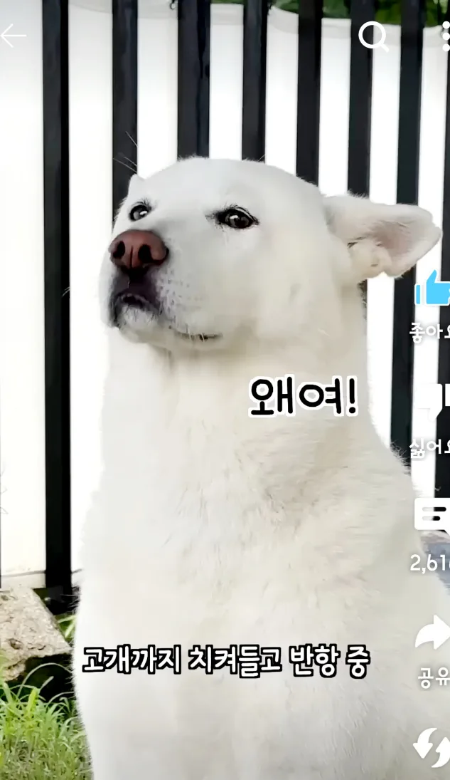 약속지켜당근