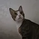 튼튼이