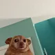 포로리