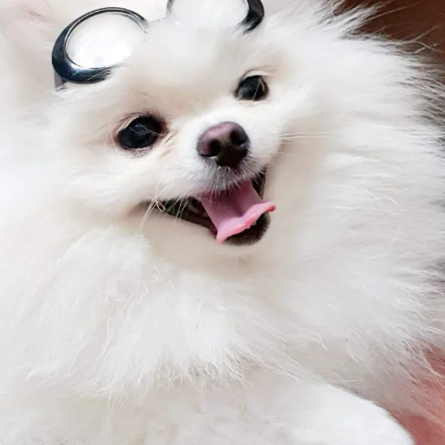 비비