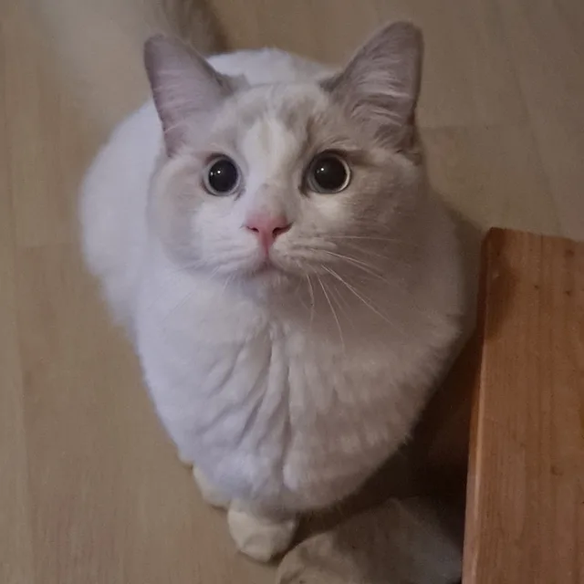 김쟈웅냥냥