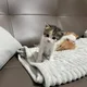 단짝