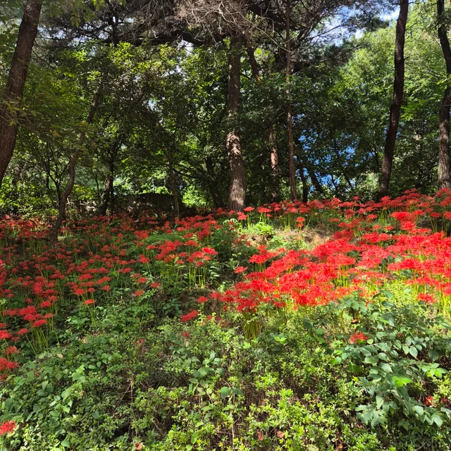 병아리까꿍