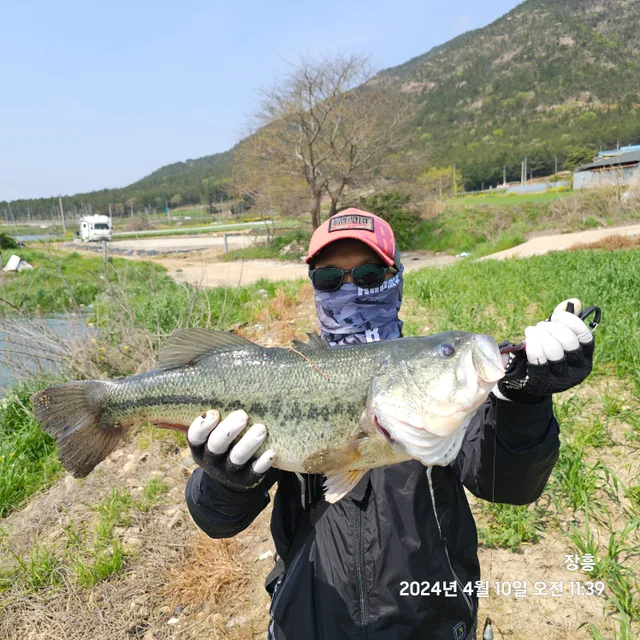 포식자배스