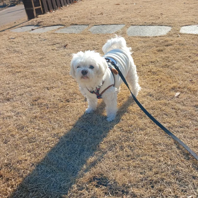 꿈꾸는키위