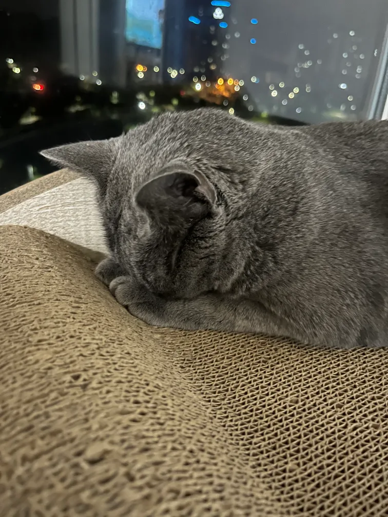 머핀