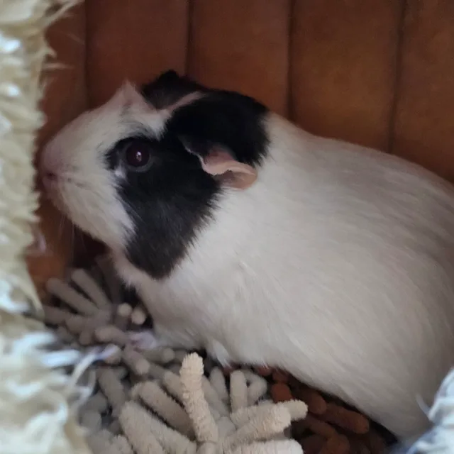 냥이