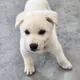 복돌