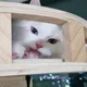 하다아랑