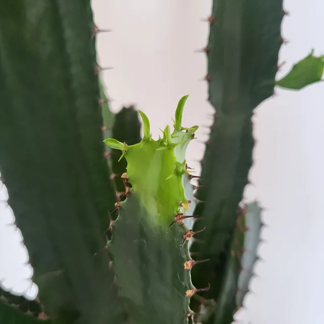profile