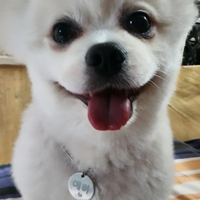 개아리공주