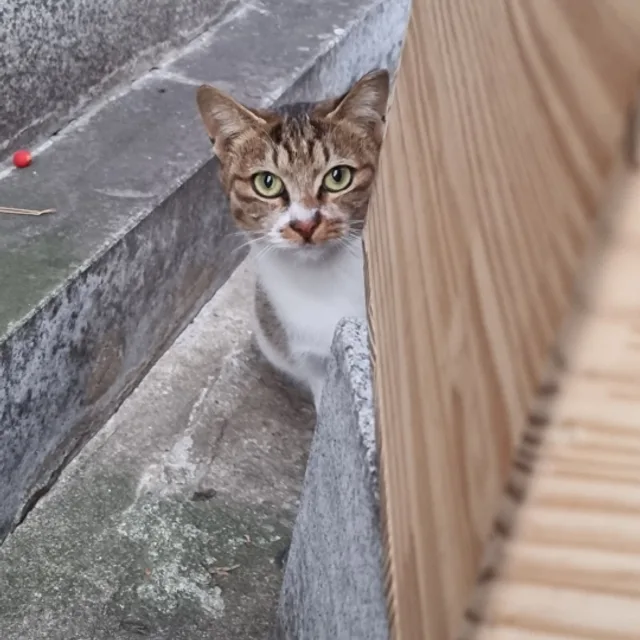 냐당근
