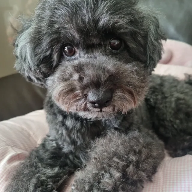 coco