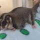 꼴뚝이왕자