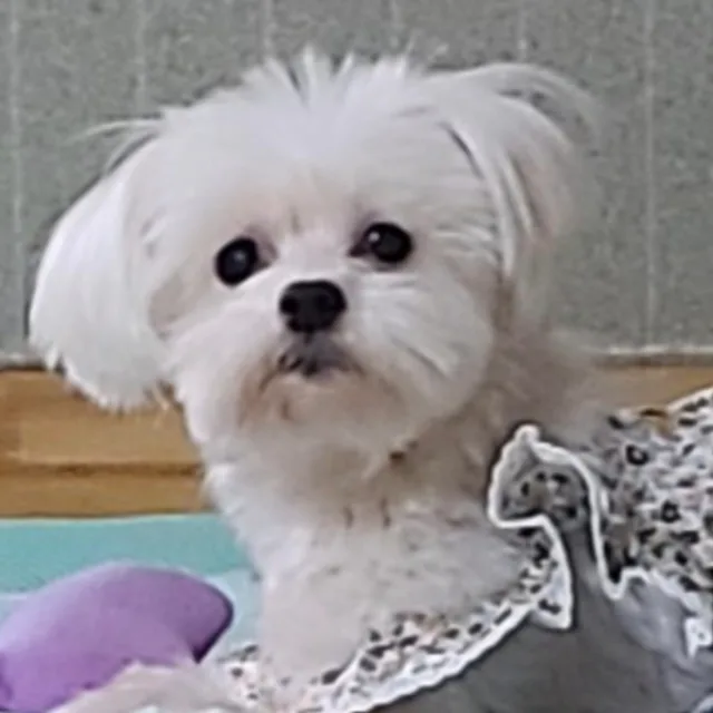 눈꽃천사