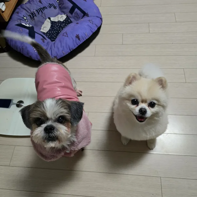 토리와모찌엄마
