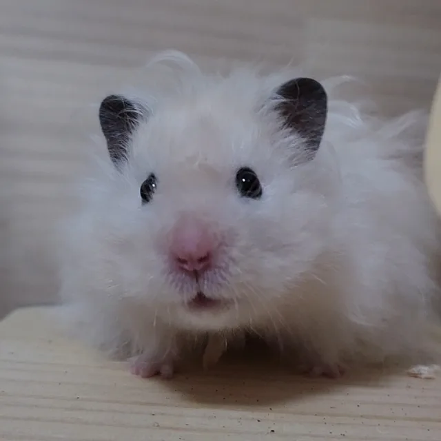 바니바니당근당근