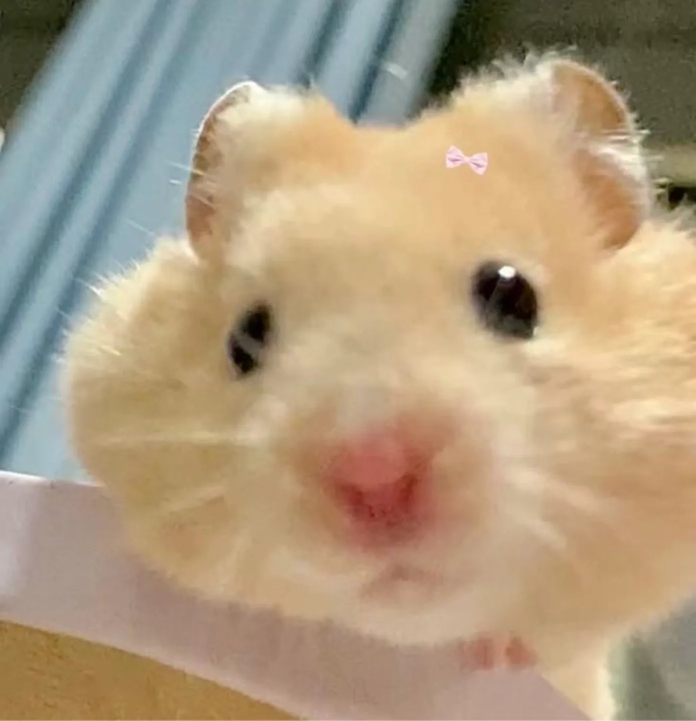 현미잡곡밥