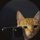고양이