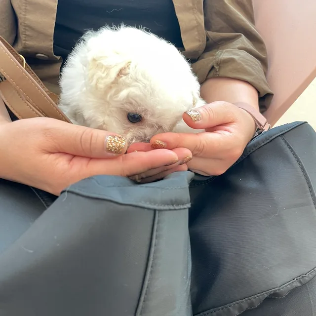 비숑삐쑝
