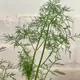 허브향
