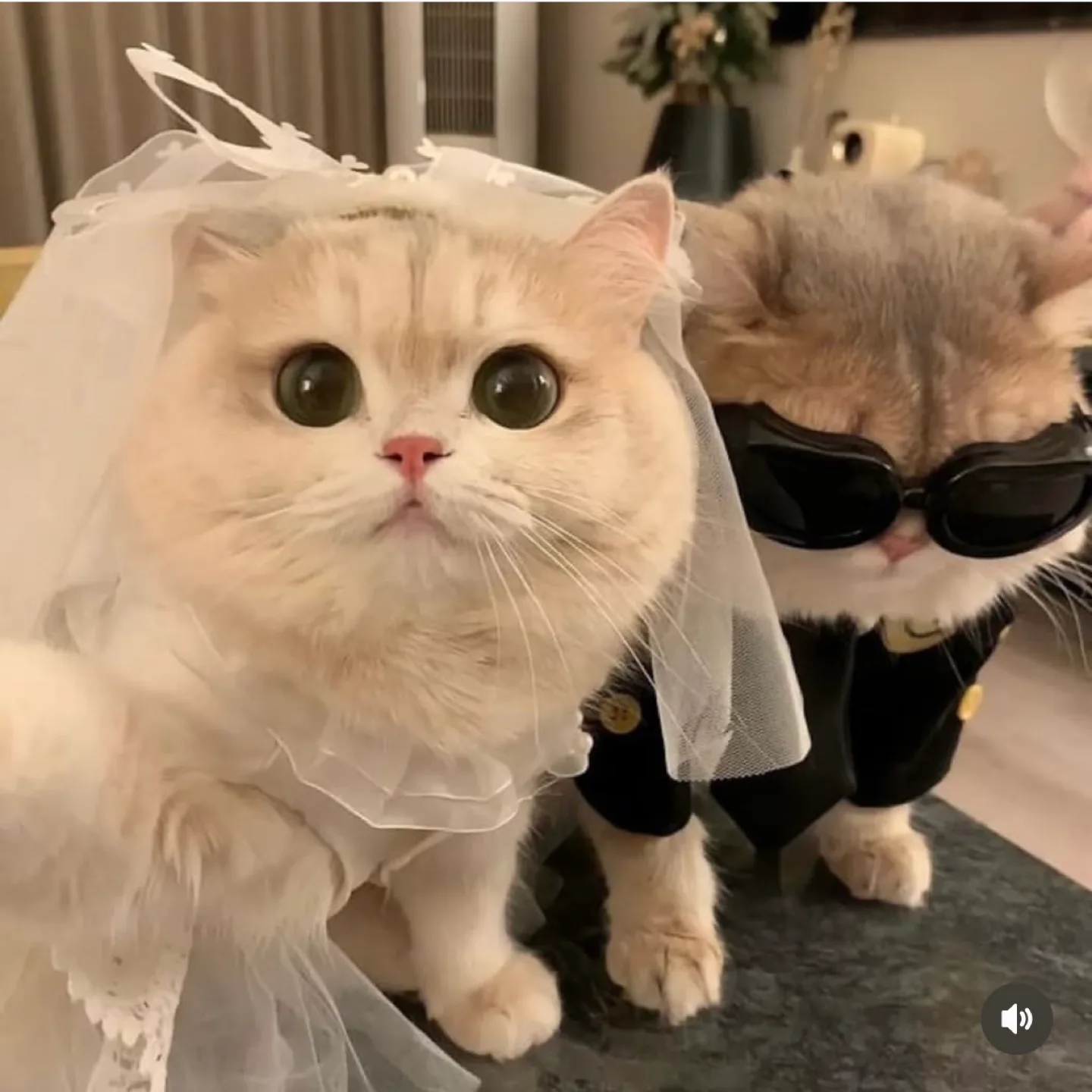 미야오