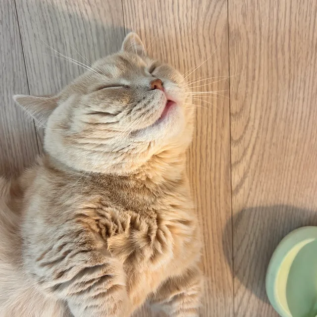 다봉