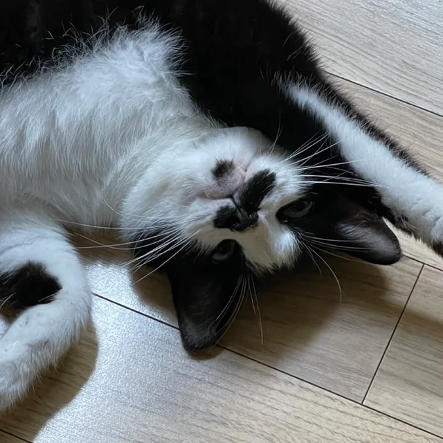 미야옹
