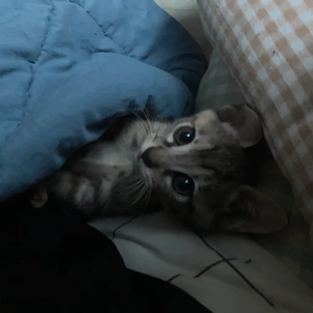 연뚜라삐