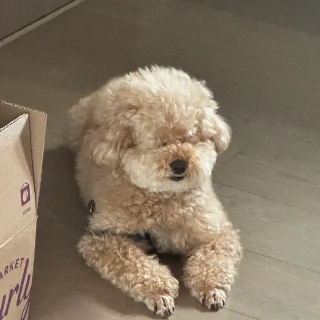 꿍까야