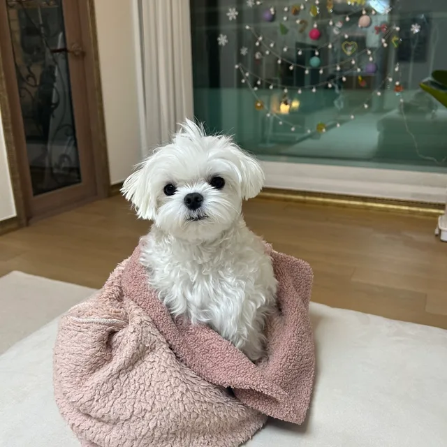 행복엄마