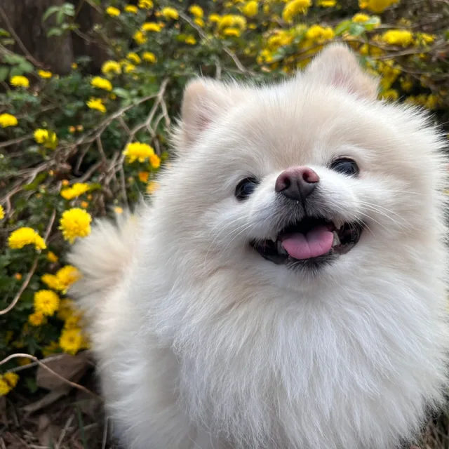 케로베로스