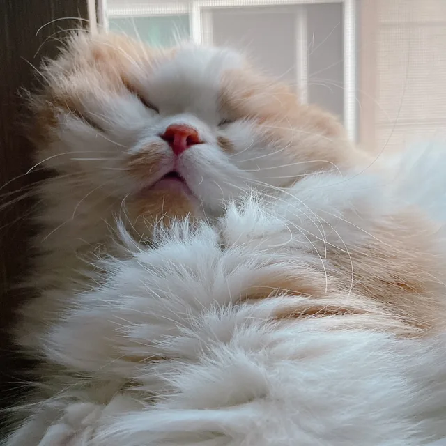 흐엥