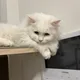 이뚜땡
