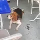 본오