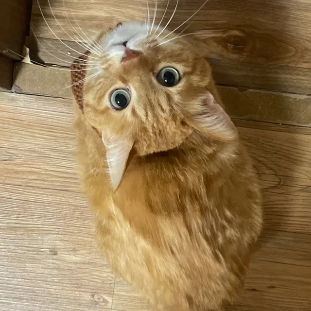 포도농장