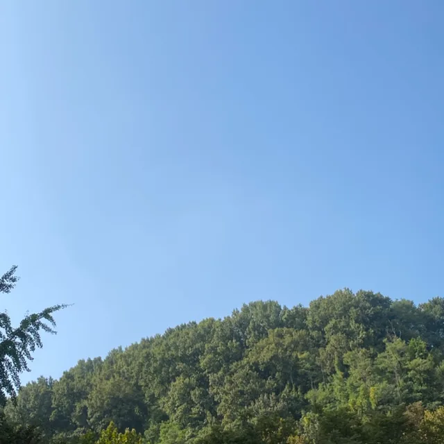 마메