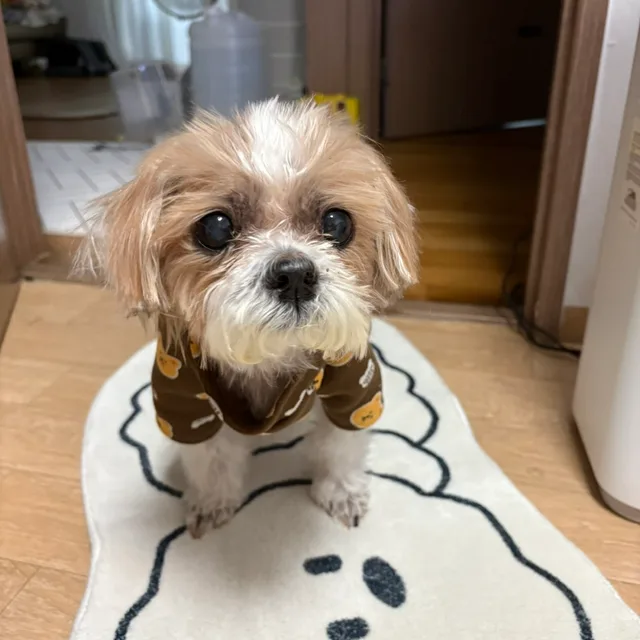 바쿠