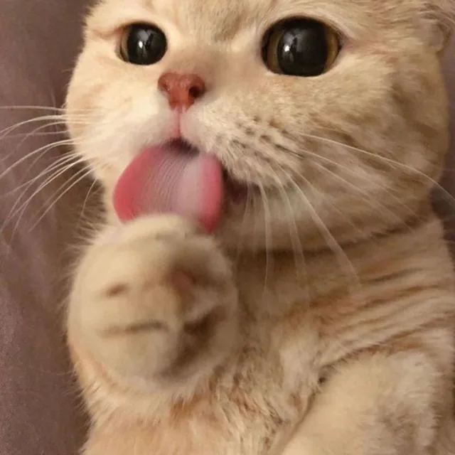 디디