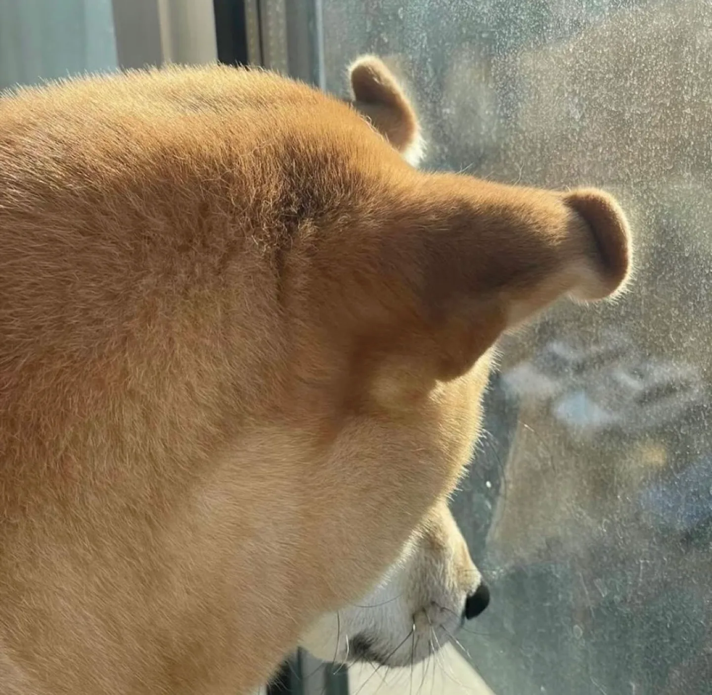 댕근댕근