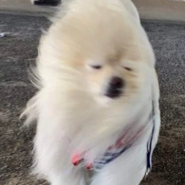 에헤라디야바람이너무분다