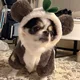 꼼이
