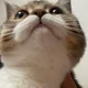 콩순잉