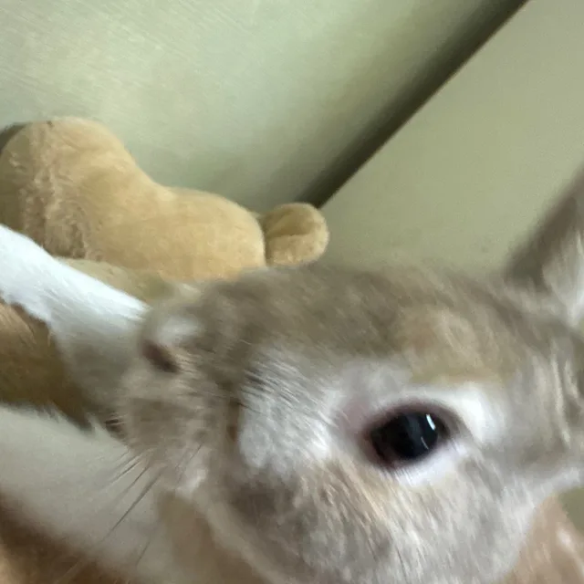 모카